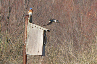 Nest Box Claiming and Competition for Nesting Sites