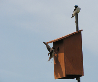 Nest Boxes For Tree Swallows You Can Build Or Buy