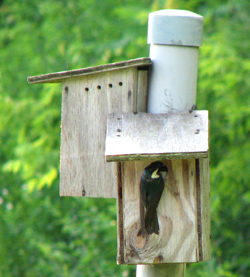 Reducing Bluebird Versus Tree Swallow Competition