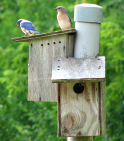 Reducing Bluebird Versus Tree Swallow Competition