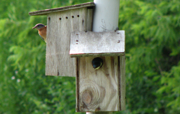 Reducing Bluebird Versus Tree Swallow Competition