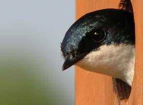 Nest Boxes for Tree Swallows You can Build or Buy