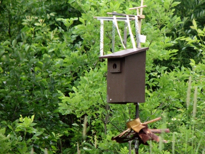 House Sparrow Destruction of Tree Swallow Nestings