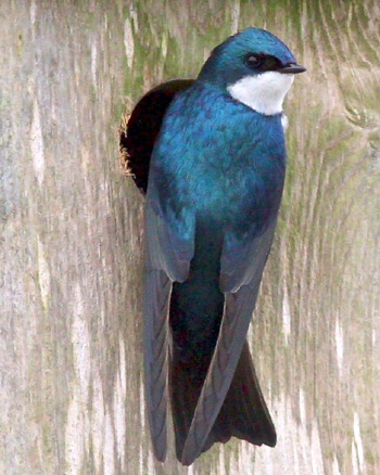 How to Create and Manage Tree Swallow Nest Box Projects