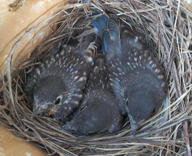 Reducing Bluebird Versus Tree Swallow Competition